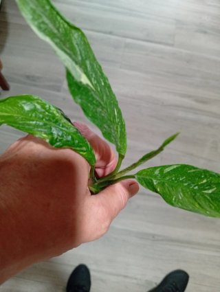 Planta Cuna de Moisés Diamond
