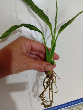 Planta Cuna de Moisés Diamond