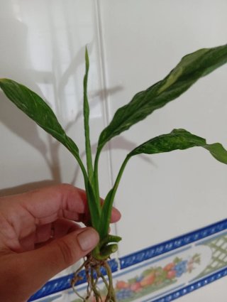 Planta Cuna de Moisés Diamond
