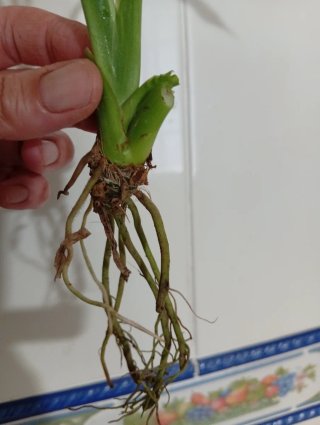 Planta Cuna de Moisés Diamond