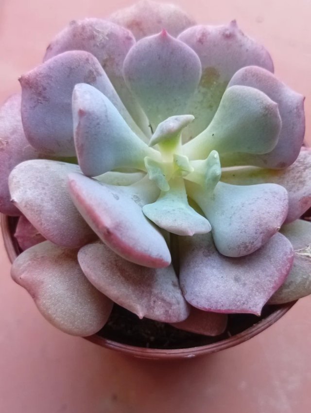Graptoveria