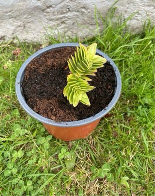 Planta Suculenta en Maceta Naranja