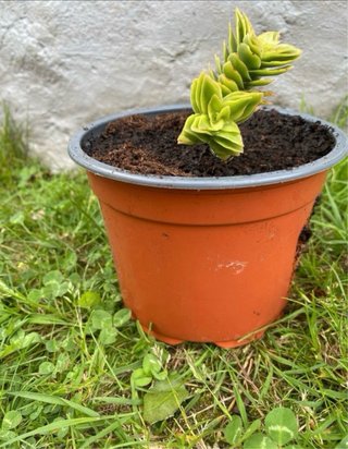 Planta Suculenta en Maceta Naranja
