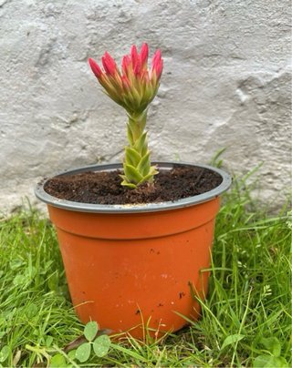 Planta Suculenta en Maceta Naranja