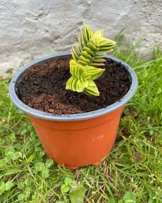 Planta Suculenta en Maceta Naranja