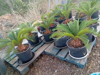 Palmeras Cyca en maceta