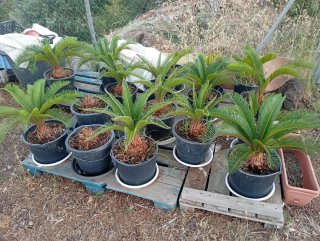 Palmeras Cyca en maceta