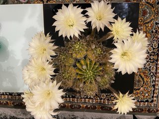 Cactus varios colores, sin enraizar