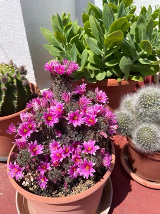 Cactus varios colores, sin enraizar