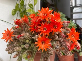 Cactus varios colores, sin enraizar
