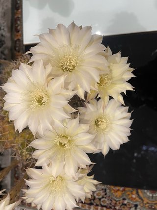 Cactus varios colores, sin enraizar