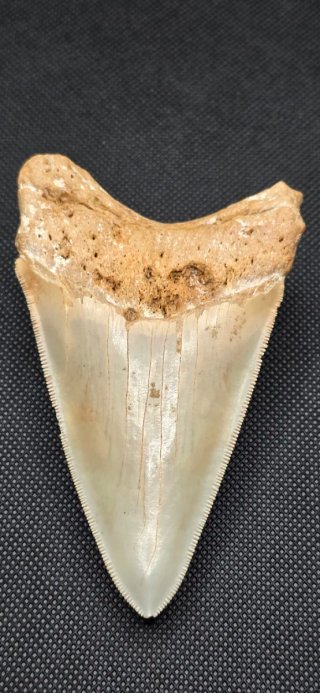 Colmillo de  Megalodon grande Fosil Tiburón Cuba