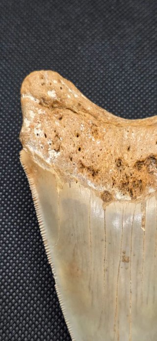 Colmillo de  Megalodon grande Fosil Tiburón Cuba