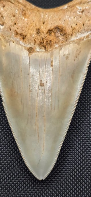 Colmillo de  Megalodon grande Fosil Tiburón Cuba