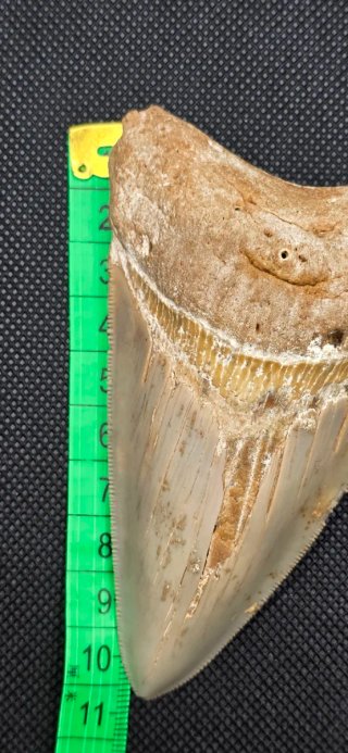 Colmillo de  Megalodon grande Fosil Tiburón Cuba