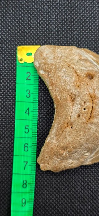 Colmillo de  Megalodon grande Fosil Tiburón Cuba