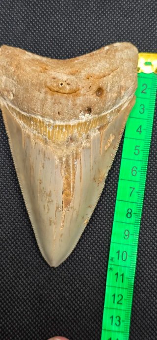 Colmillo de  Megalodon grande Fosil Tiburón Cuba