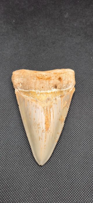Colmillo de  Megalodon grande Fosil Tiburón Cuba