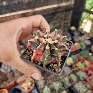 Gymnocalycium Mihanovichii variegado