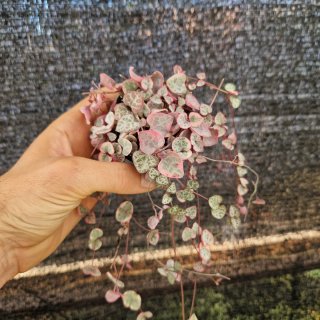 Ceropegia woodii variegada