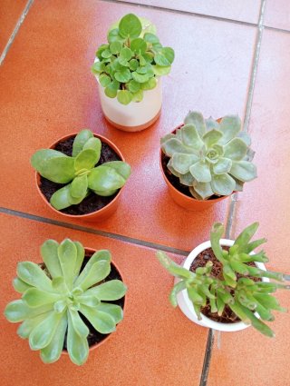 Lote 5 plantas suculentas variadas