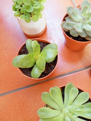 Lote 5 plantas suculentas variadas
