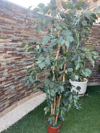 Planta artificial alta