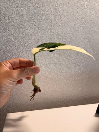 Talea Monstera Adansonii Variegata