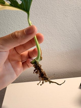 Talea Monstera Adansonii Variegata