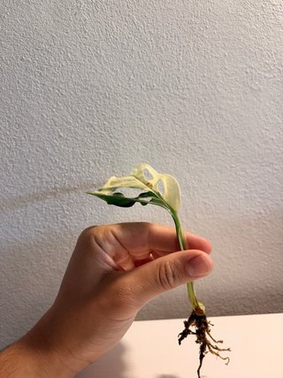 Talea Monstera Adansonii Variegata