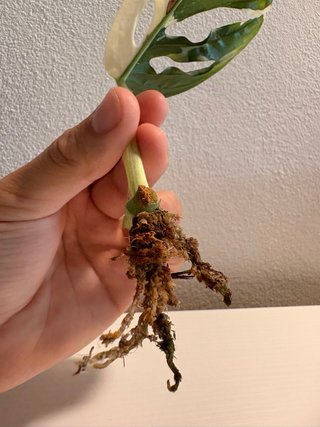 Talea Monstera Adansonii Variegata