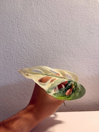 Talea Monstera Adansonii Variegata