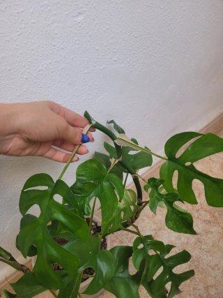 Raphidophora tetrasperma - Monstera minima