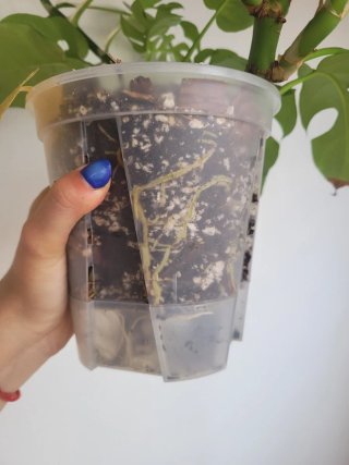 Raphidophora tetrasperma - Monstera minima