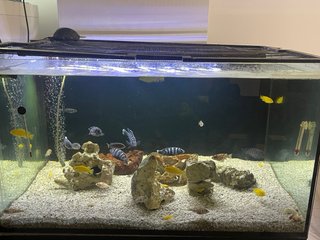 Acuario 200L con mueble negro