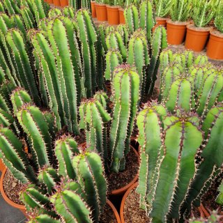 Euphorbia cooperi