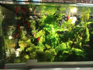 Acuario 80 litros