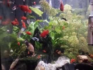 Acuario 80 litros
