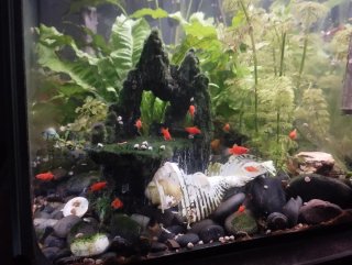 Acuario 80 litros