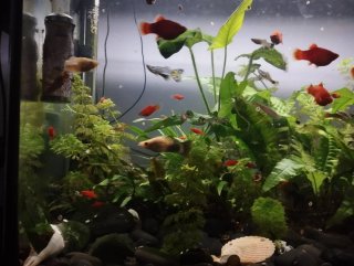 Acuario 80 litros