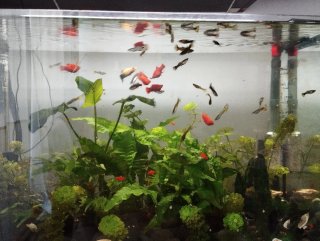 Acuario 80 litros