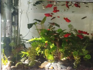 Acuario 80 litros