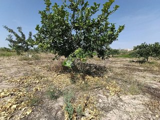 Terreno en venta en Novelda