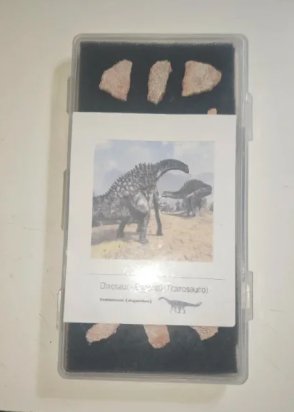 15 Fragmentos Fósiles Megaloithus. Titanosaurio.