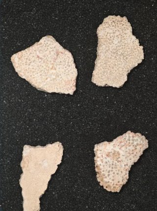 15 Fragmentos Fósiles Megaloithus. Titanosaurio.