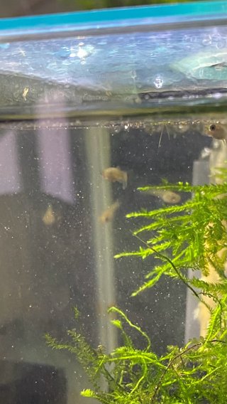 Plantas flotantes para acuario - Lenteja de agua