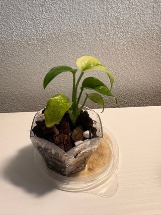 Monstera Adansonii Albo Variegata