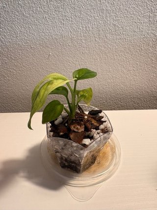 Monstera Adansonii Albo Variegata