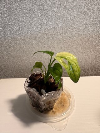 Monstera Adansonii Albo Variegata