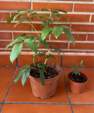 Planta de Peonía